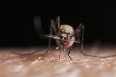 Un moustique vecteur du paludisme.