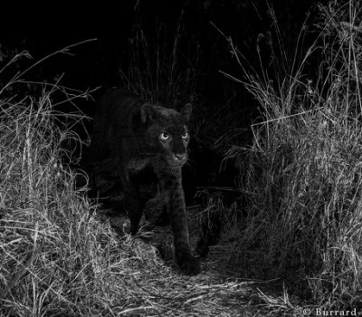 Black Leopard - The Most Elusive Cat in Africa