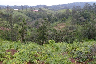Many regions in Cameroon are particularly mountainous. Rampant rates of deforestation threaten the region's watershed and soil fertility (file photo).