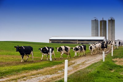 Dairy farm cows