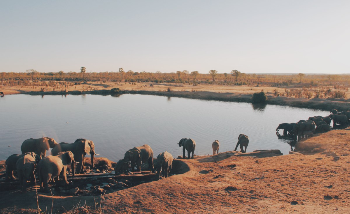 Namibia: Are Politics and Profit In the merit of Plans to Cull Elephants? thumbnail