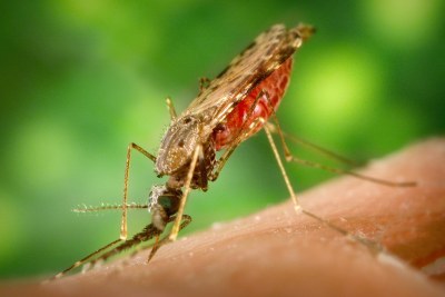 A female Anopheles mosquito.