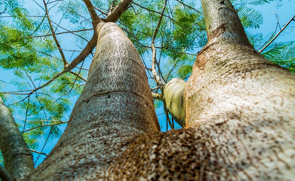 Rwanda: Green Projects Creates Over 150,000 Jobs
