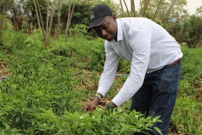 Dieudonne Twahirwa, 30, who runs Gashora Farm, examines chili plants at his farm in Bugesera District in eastern Rwanda on August 23, 2018.