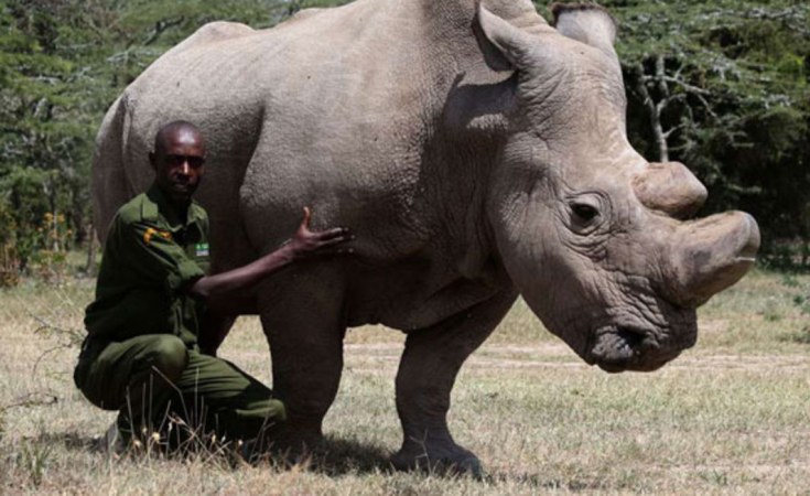 Kenya: La technologie suscite l&#39;espoir pour les rhinocéros blancs du nord  de l&#39;Afrique, une espèce en danger. - allAfrica.com