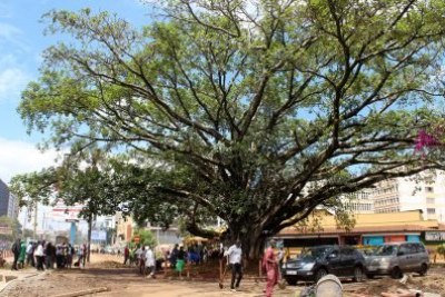 The iconic Sycamore fig tree saved from being felled to make way for the Nairobi Expressway (file photo).