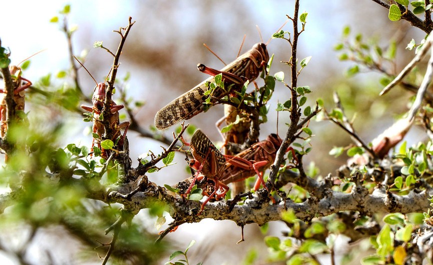 Kenya On High Alert As Fresh Wave of Locust Invasion Looms