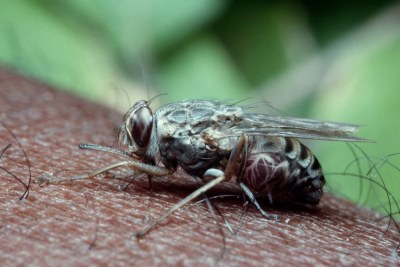 La mouche tropicale tsé-tsé est porteuse de la maladie mortelle du sommeil. © Getty Images/Anthony Bannister