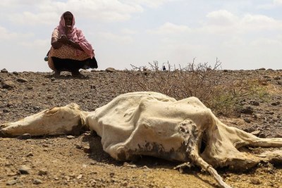 Severe drought has killed livestock in the pastoralist community of Higlo Kebele in Ethiopia (file photo).