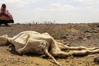 Une grave sécheresse tue le bétail dans la communauté pastorale de Higlo Kebele en Éthiopie (photo d'archives).