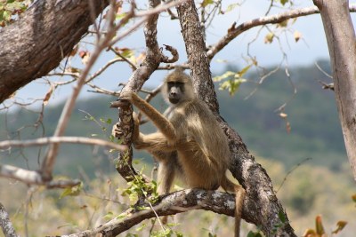 East African kipunji monkey (file photo).