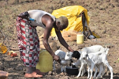 Abdel Mohammed from  Isiolo in northern Kenya, has lost 150 animals to drought and tit-for-tat raids by neighbouring communities (file photo).