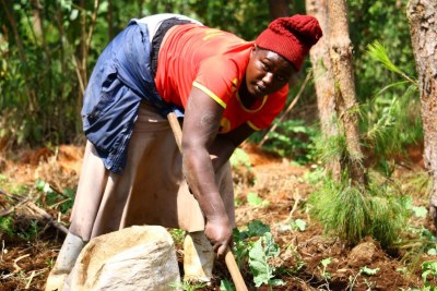 Hannah Karanja, a member of the Uplands Community Forest Association, farming kale among trees planted under the Adopt-a-Forest scheme, in Kiambu County, Kenya (file photo).