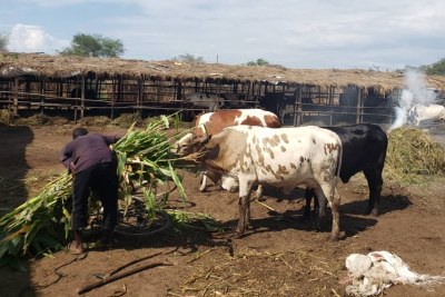 Exploitation de vache au Rwandas