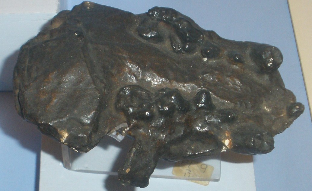 Ethiopia News in Ethiopia Scientists Identify Fossil Otter the Size