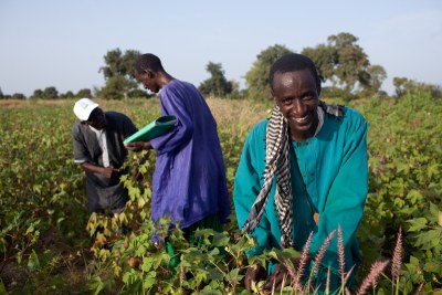 A Food and Agricultural Organization project supports capacity development to contribute to healthy cotton sectors and increase the incomes of cotton farming families in Burkina Faso, Mali, Senegal, Tanzania and Zambia.