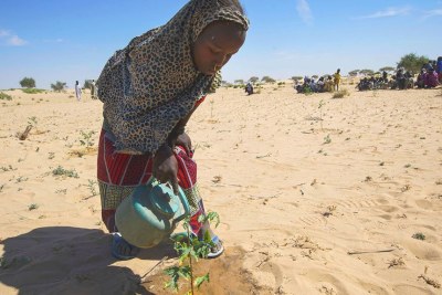 A young girl waters seedlings in Merea, Lake Chad, an activity which has become a daily chore (file photo).