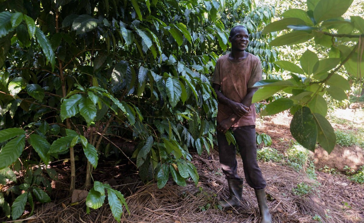 Uganda Shift in Crops Boosts Fortunes of Farmers in Northern Uganda