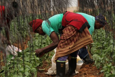 Des femmes africaines travaillant dans un champ.