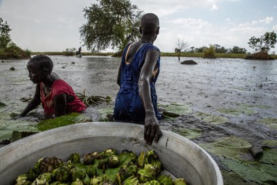 Record floods in recent years have forced women to harvest water lily bulbs in South Sudan's Unity State - which their families eat when food is scarce.